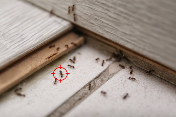 Best Best Pest Control Companies  in Riddle, OR