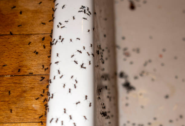 Spider Control Near Me in Riddle, OR